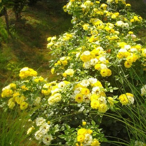 Rosen Gärtnerei - floribundarosen - gelb - Rosa Adson von Melk™ - diskret duftend - Georges Delbard - Grell dunkelgelb, blüht gruppenweise dekorativ vom Spätsommer bis zum Herbst.